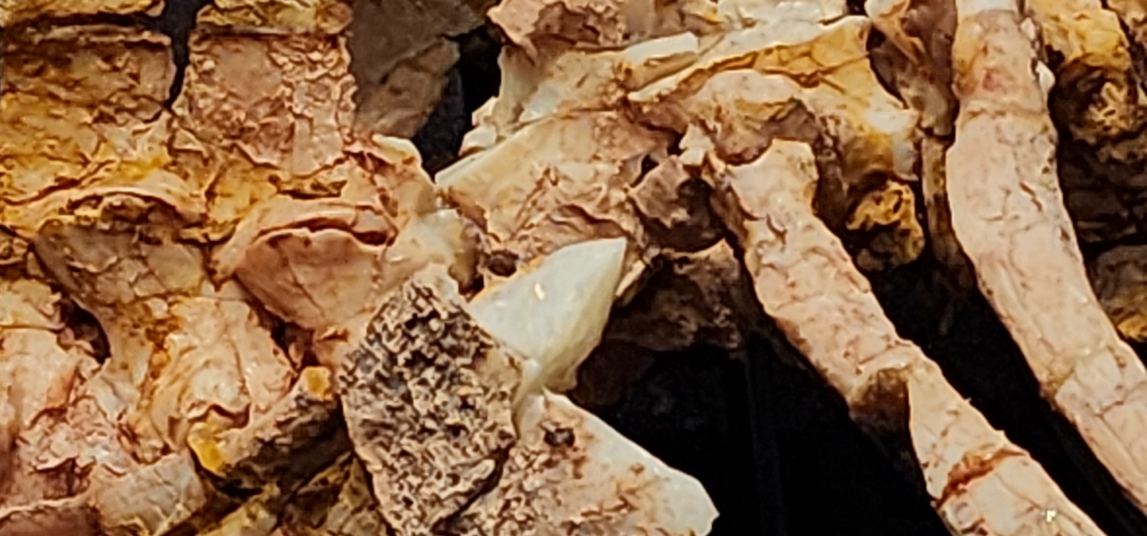 Opal in the Bone Opal in the Bone