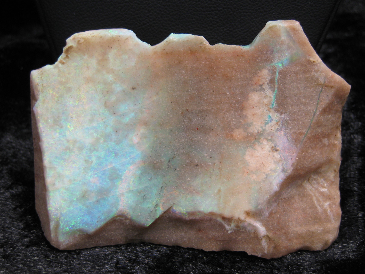 Painted Lady Specimen